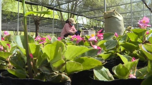 揭秘康巴什園林“花工廠” 禮品花卉銷售背后的綠色經(jīng)濟密碼