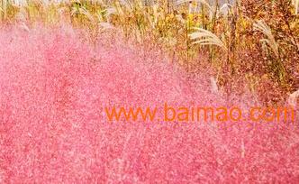 跨省聯(lián)供 永嘉、山東、河南、北京花卉綠植供應(yīng)鏈全景